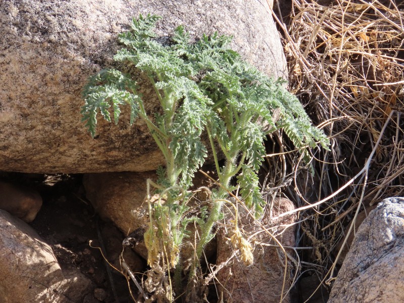 Ragged Marsh-Elder photo 7