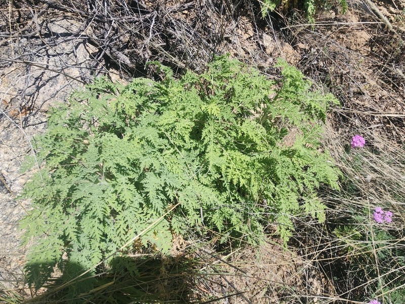 Ragged Marsh-Elder photo 8