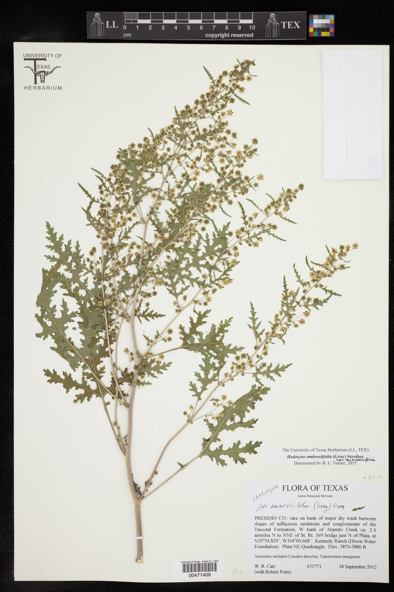 Hedosyne ambrosiifolia var. ambrosiifolia
