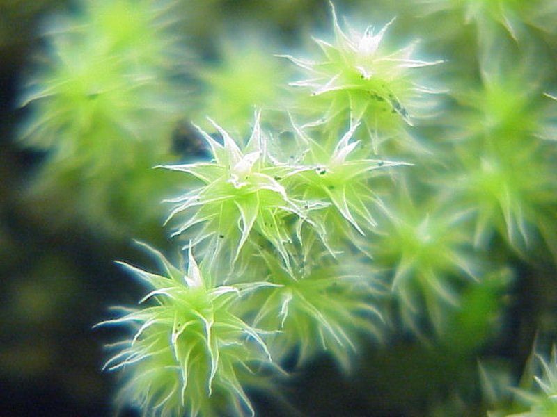 Ciliate Hedwigia Moss