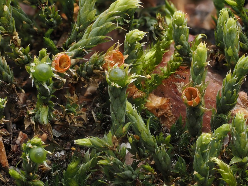 Ciliate Hedwigia Moss