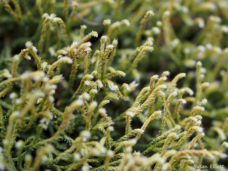 Ciliate Hedwigia Moss photo 2