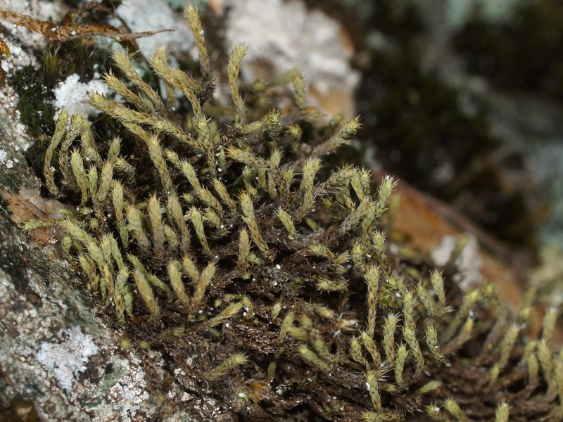Ciliate Hedwigia Moss photo 3