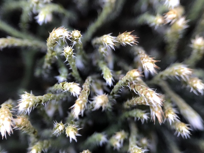 Ciliate Hedwigia Moss photo 4