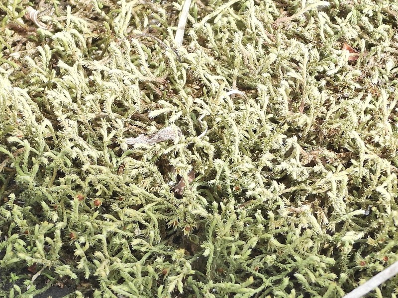 Ciliate Hedwigia Moss photo 5