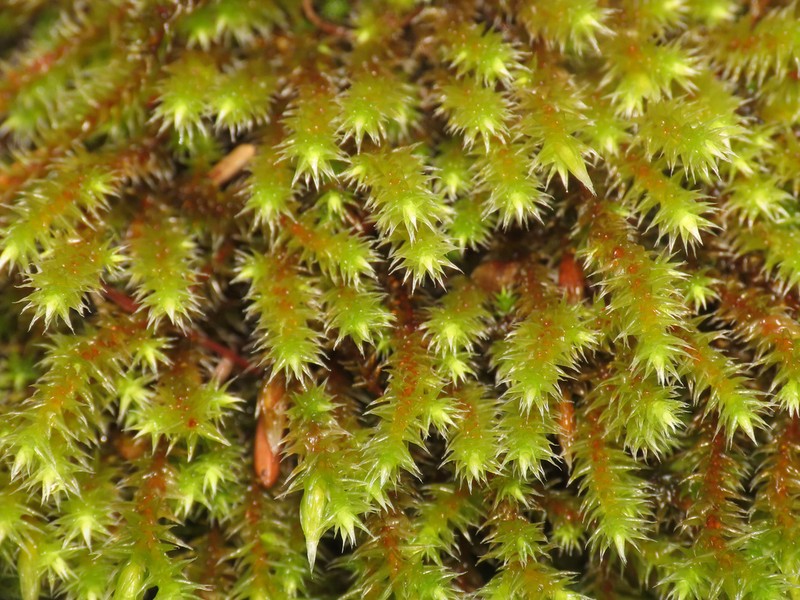 Ciliate Hedwigia Moss photo 6