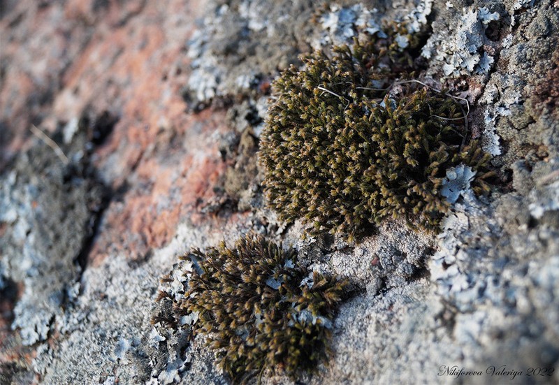 Ciliate Hedwigia Moss photo 7