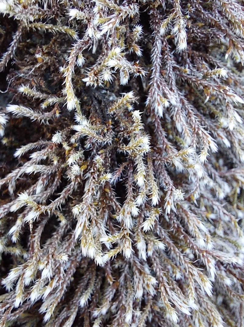 Ciliate Hedwigia Moss photo 8