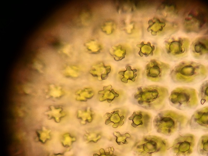 Hedwigia detonsa photo 2