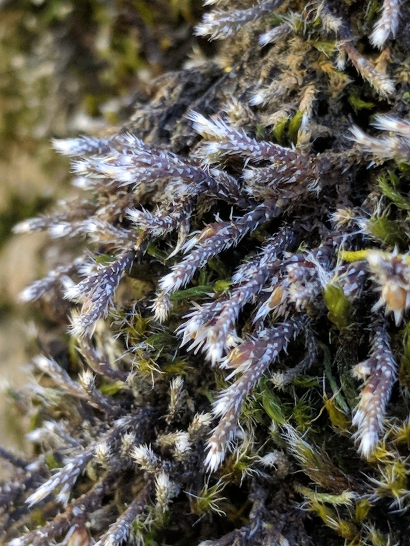 Hedwigia detonsa photo 3