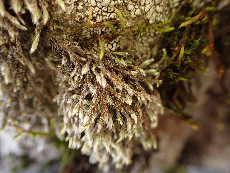 Hedwigia detonsa photo 5