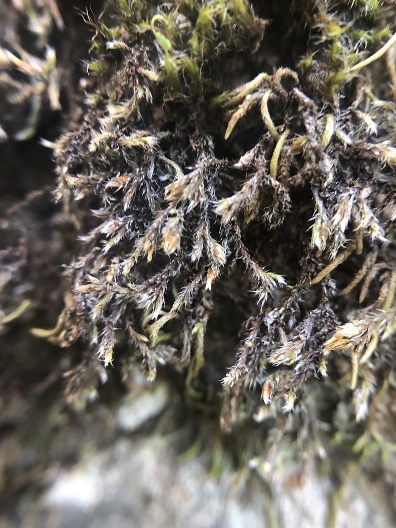 Hedwigia detonsa photo 6