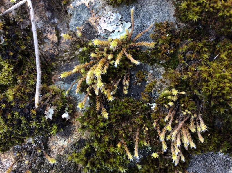 Hedwigia detonsa photo 8