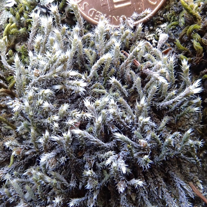 Hedwigia stellata