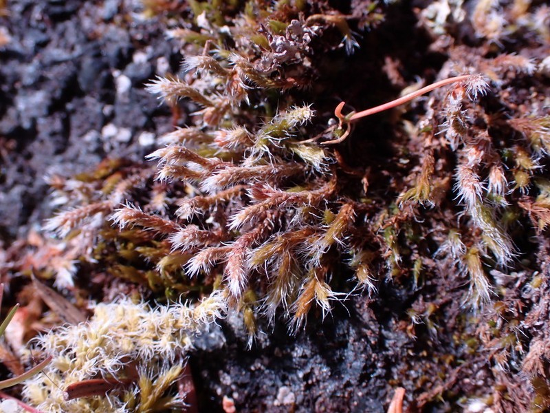 Hedwigia stellata photo 2