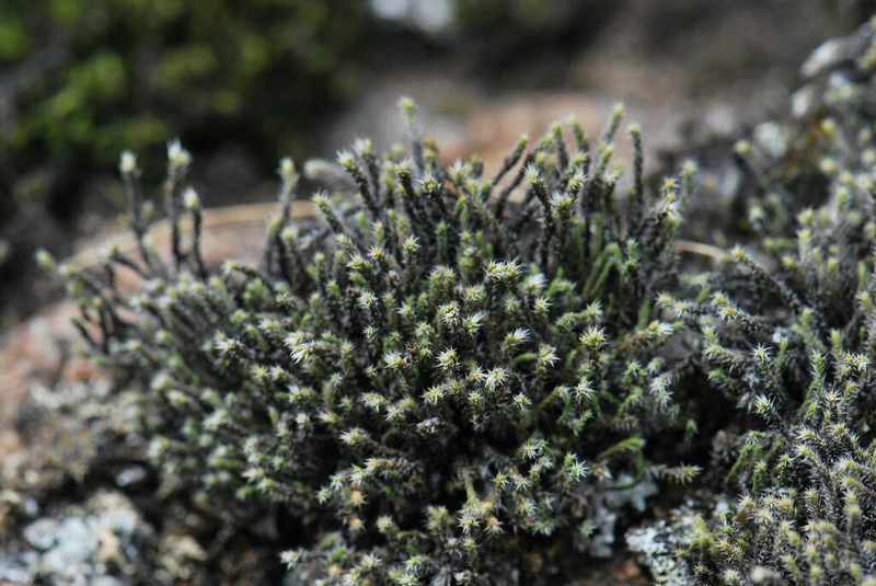 Hedwigia stellata photo 3
