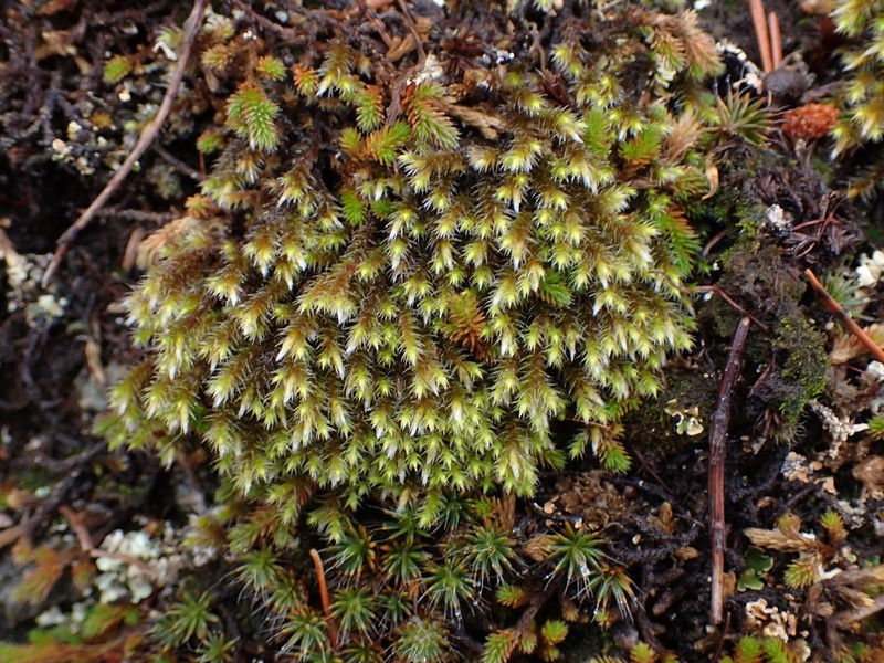 Hedwigia stellata photo 4