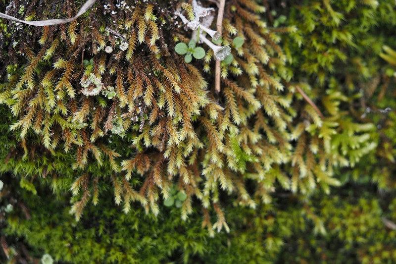 Hedwigia stellata photo 5