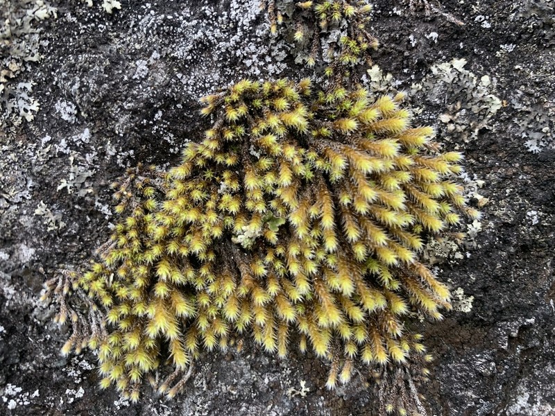 Hedwigia stellata photo 7