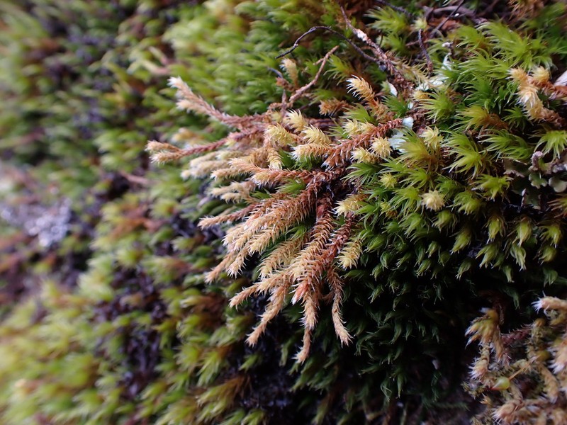 Hedwigia stellata photo 8