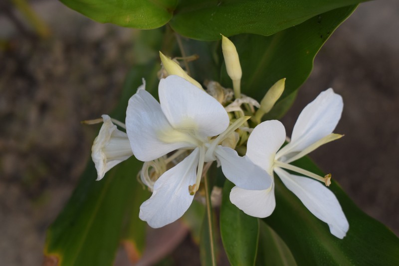White Garland-Lily photo 2