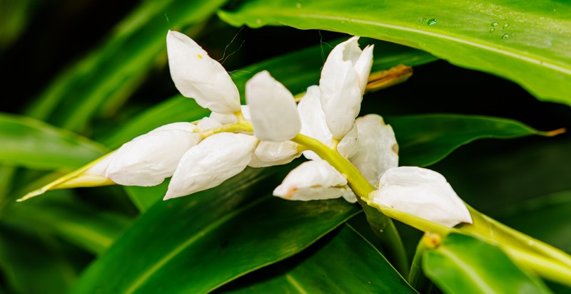 White Garland-Lily photo 3