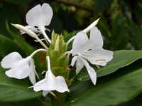White Garland-Lily