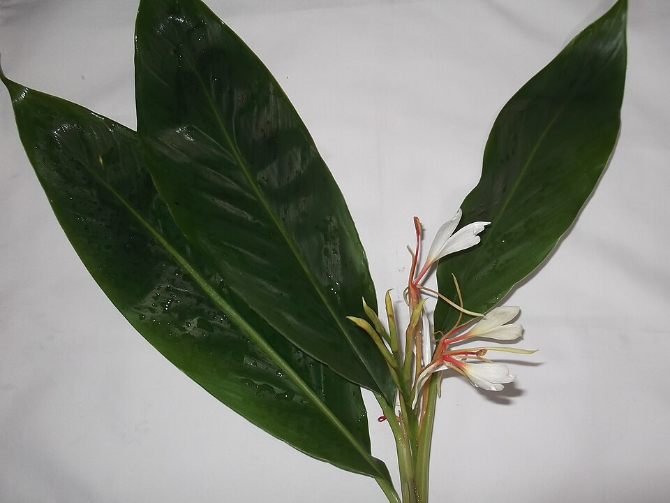 White Garland-Lily photo 4