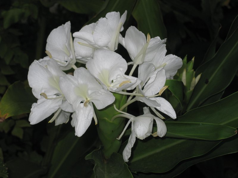 White Garland-Lily photo 5