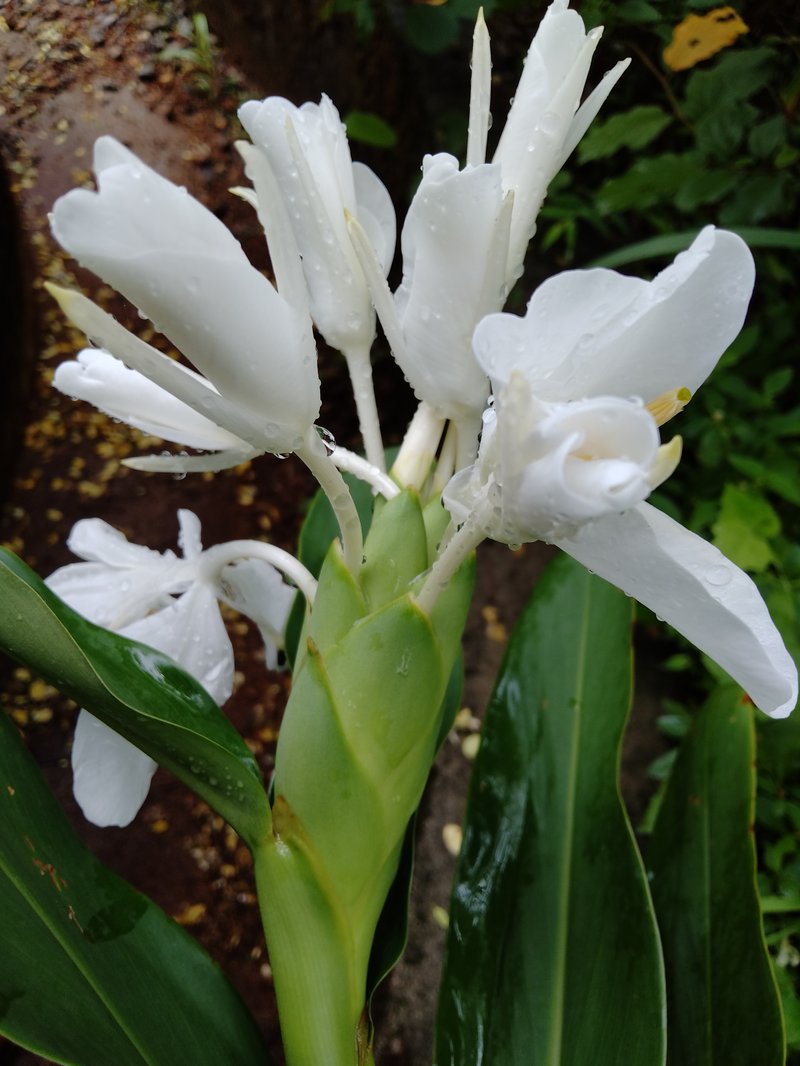 White Garland-Lily photo 6
