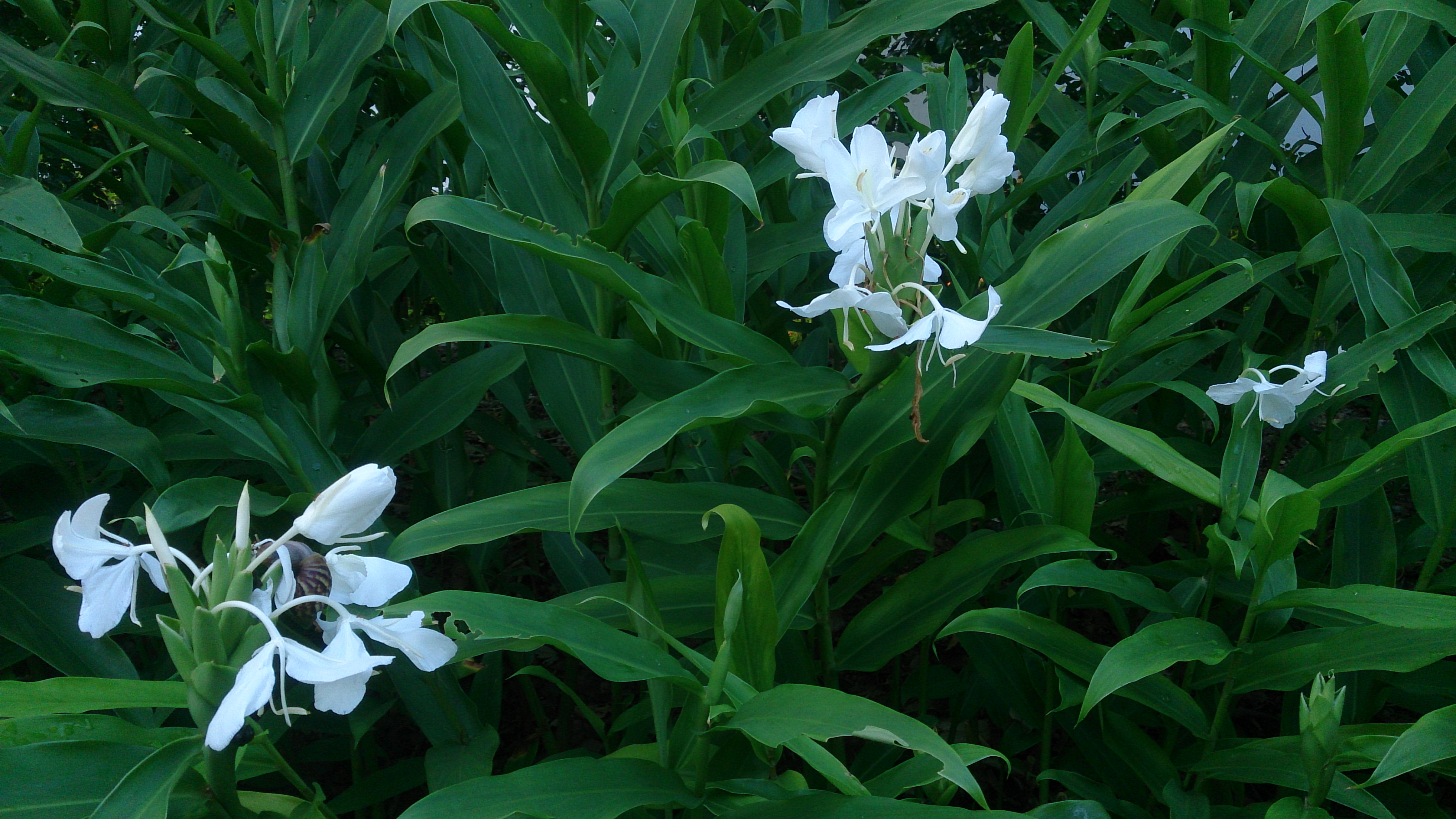 White Garland-Lily photo 7