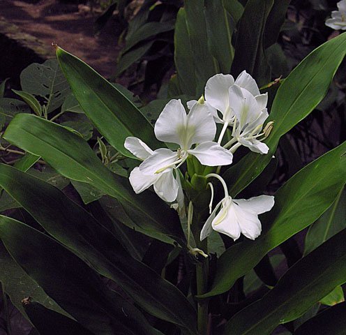 White Garland-Lily photo 8