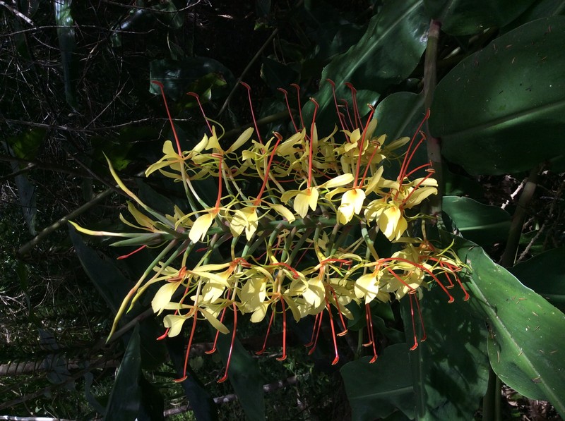 Kahila Garland-Lily photo 3