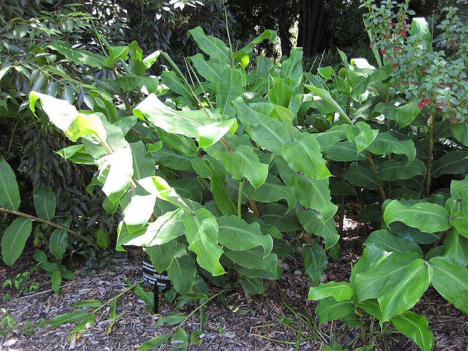 Kahila Garland-Lily photo 4