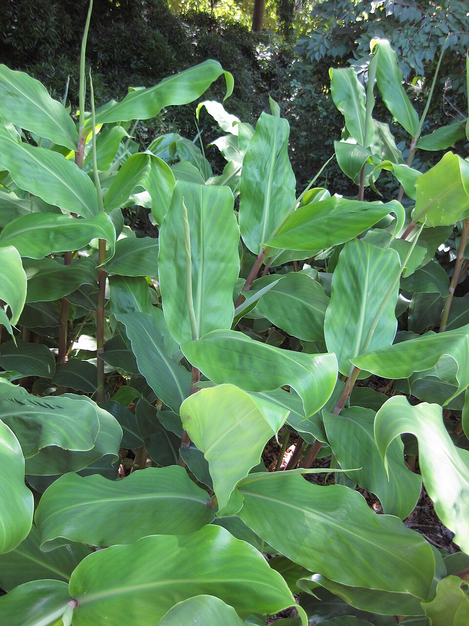 Kahila Garland-Lily photo 5
