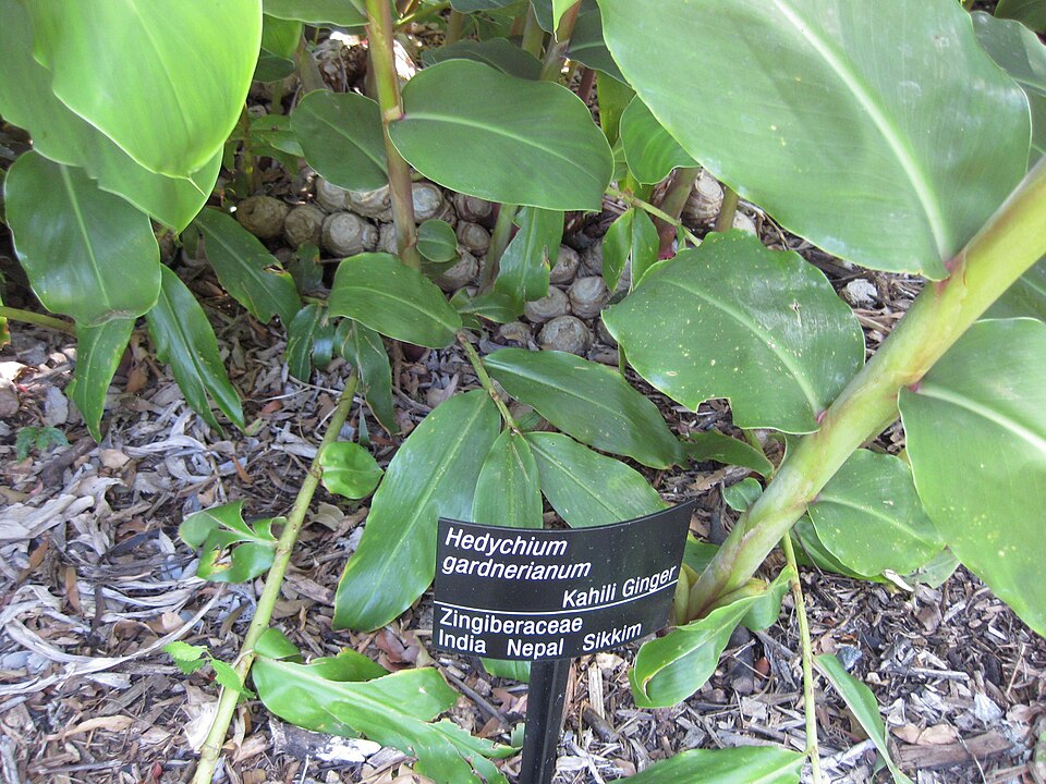 Kahila Garland-Lily photo 6
