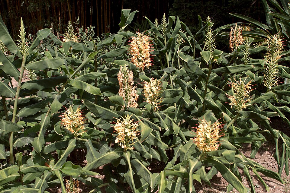 Kahila Garland-Lily photo 8
