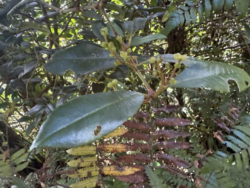 Cigarbush