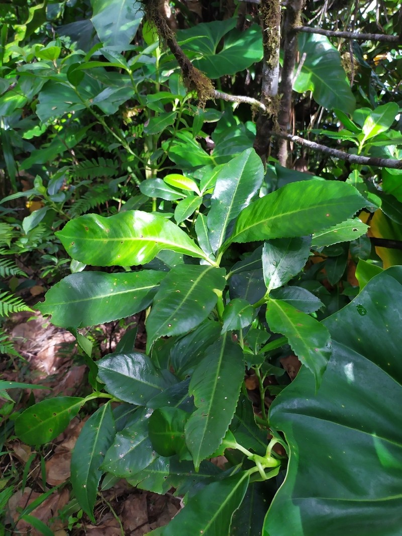 Cigarbush photo 2