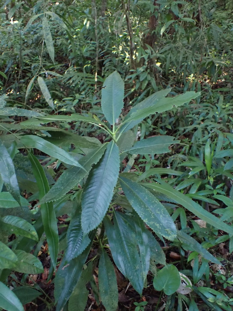 Cigarbush photo 3