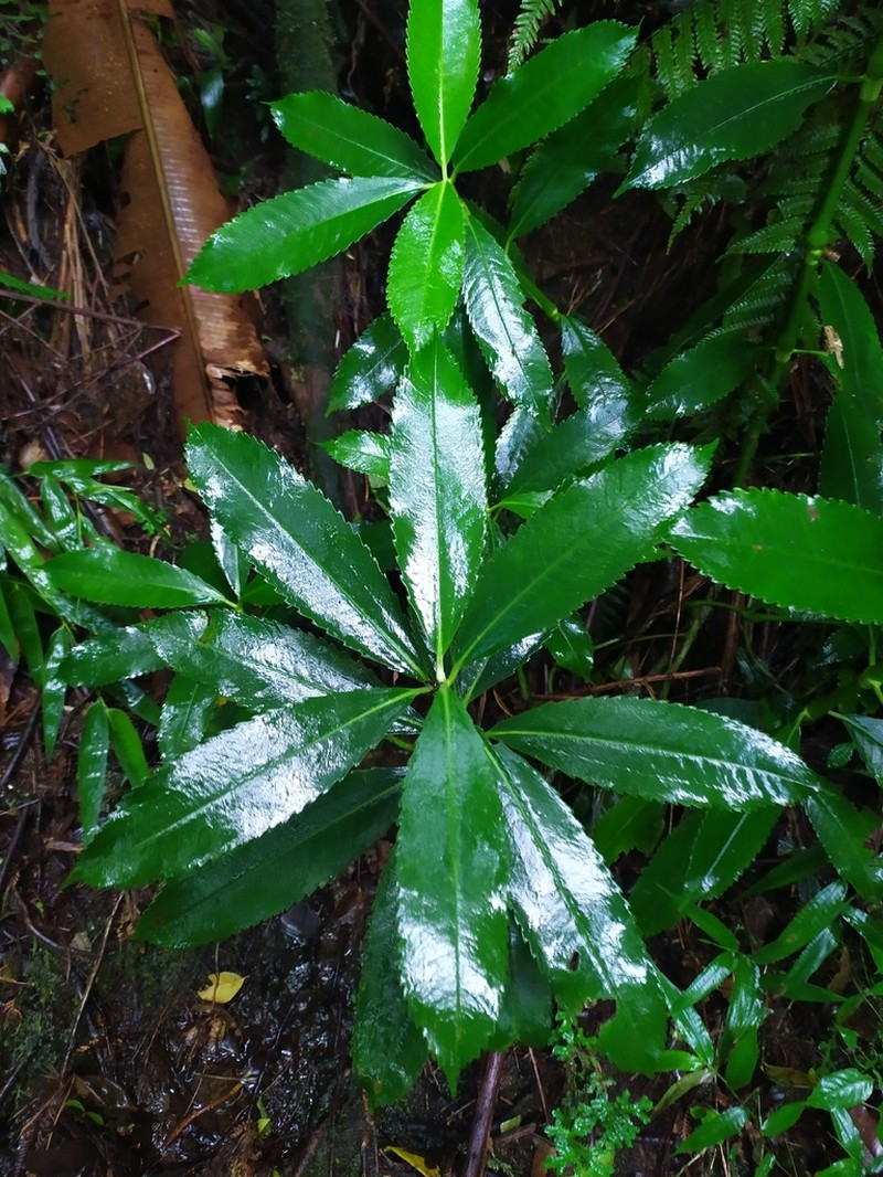 Cigarbush photo 5
