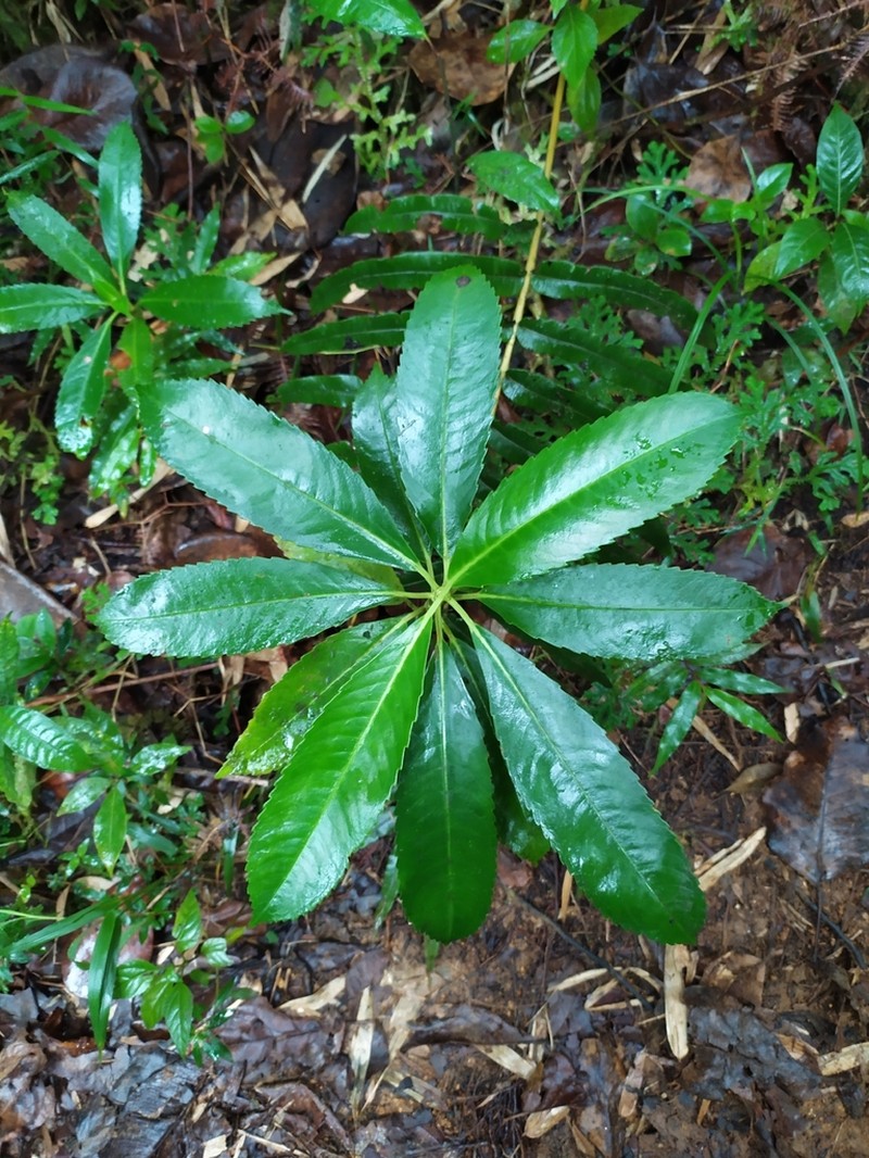 Cigarbush photo 7