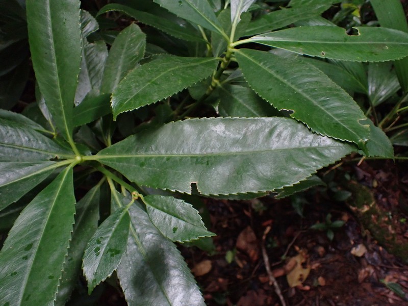 Cigarbush photo 8