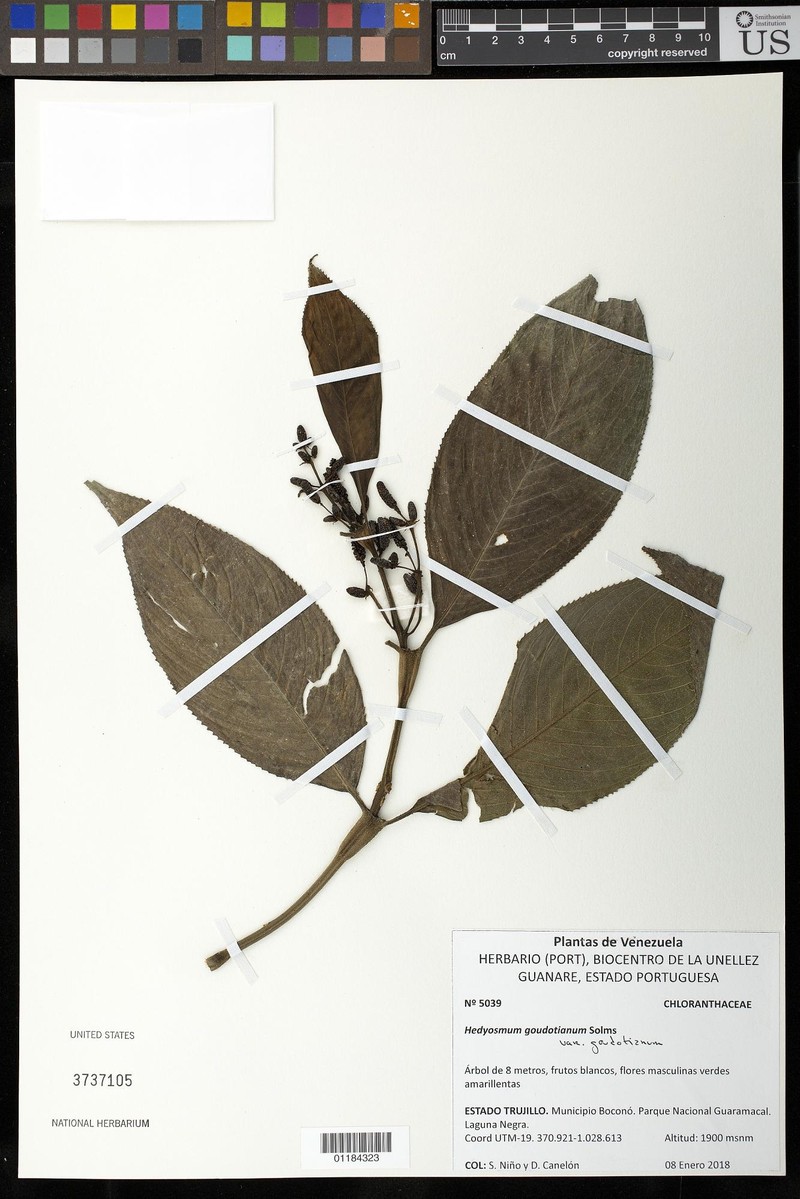 Hedyosmum goudotianum var. goudotianum