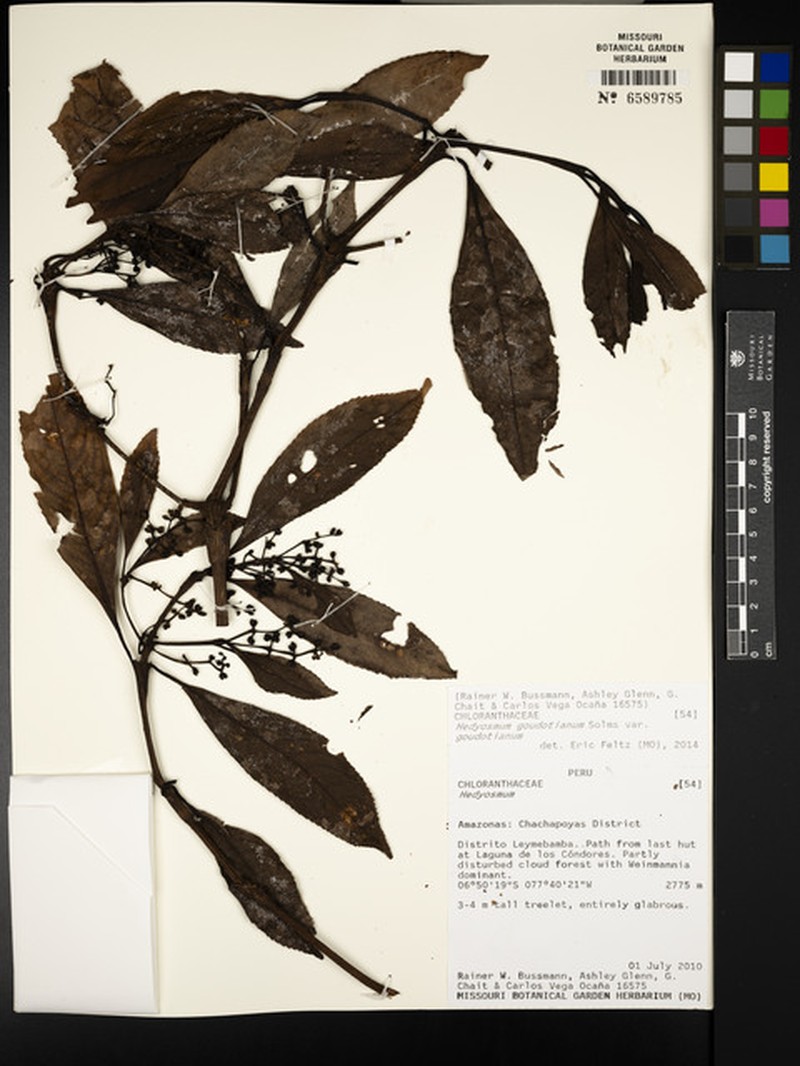 Hedyosmum goudotianum var. goudotianum photo 2