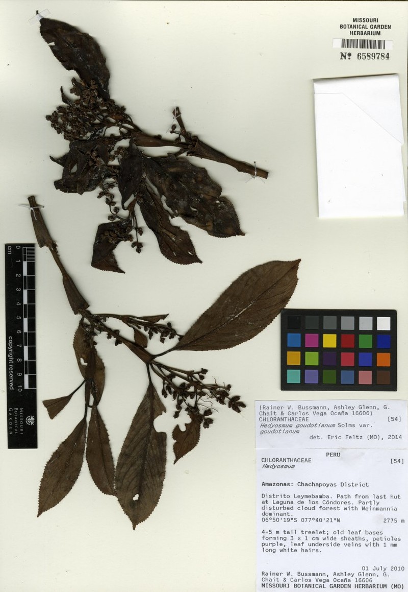 Hedyosmum goudotianum var. goudotianum photo 3