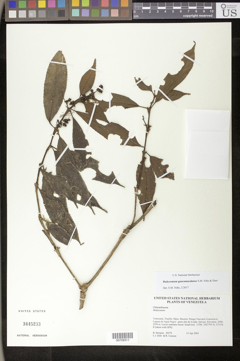 Hedyosmum guaramacalense