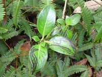 Manono