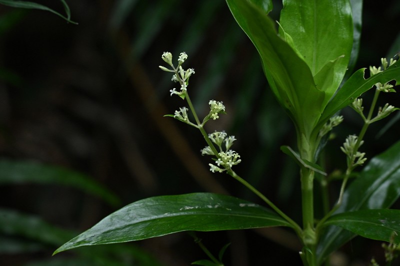 Hedyotis interrupta