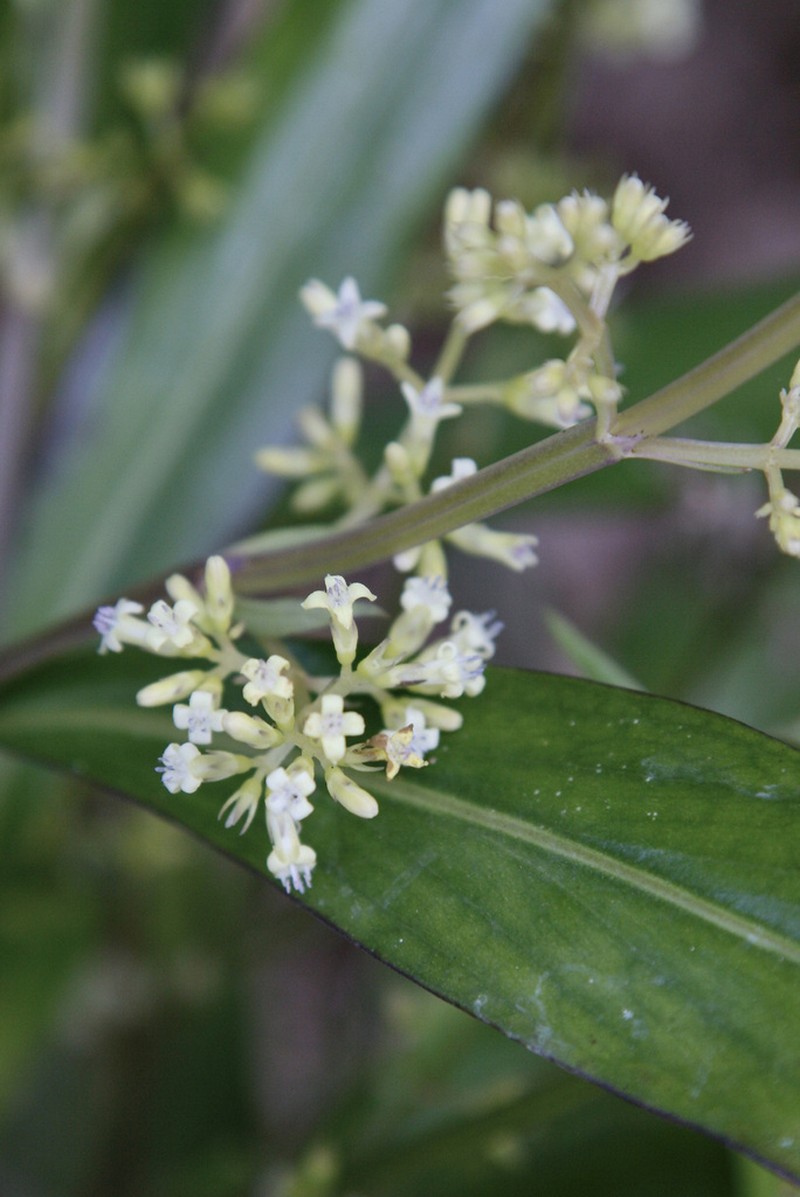 Hedyotis interrupta photo 2